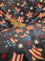 Yoda, a male Chihuahua for sale in Pompano Beach, FL – 1 of 2