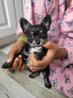 Sadie, a female Chihuahua for sale in Pompano Beach, FL – 1 of 4