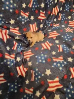 Yoda, a male Chihuahua for sale in Pompano Beach, FL – 2 of 2