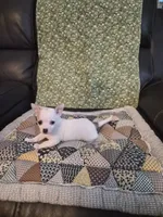 Twinkie, a female Chihuahua for sale in Pompano Beach, FL – 4 of 4