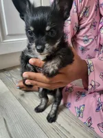 Sadie, a female Chihuahua for sale in Pompano Beach, FL – 2 of 4