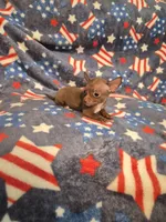 Honey, a female Chihuahua for sale in Pompano Beach, FL – 4 of 4