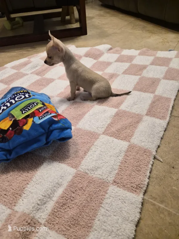 Tootsie  – Chihuahua puppy for sale in Pompano Beach, FL