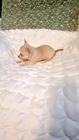 Nugget, a male Chihuahua for sale in Pompano Beach, FL – 2 of 5
