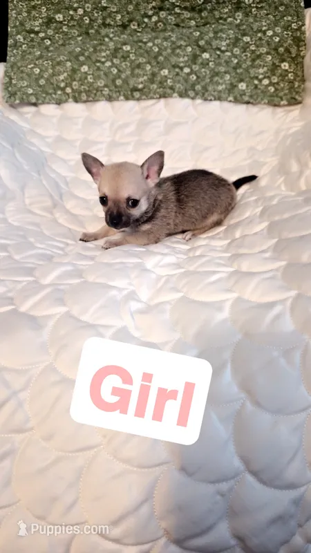 Mocha – Chihuahua puppy for sale in Pompano Beach, FL