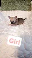 Mocha, a female Chihuahua for sale in Pompano Beach, FL – 1 of 4