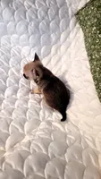 Nacho, a male Chihuahua for sale in Pompano Beach, FL – 2 of 3