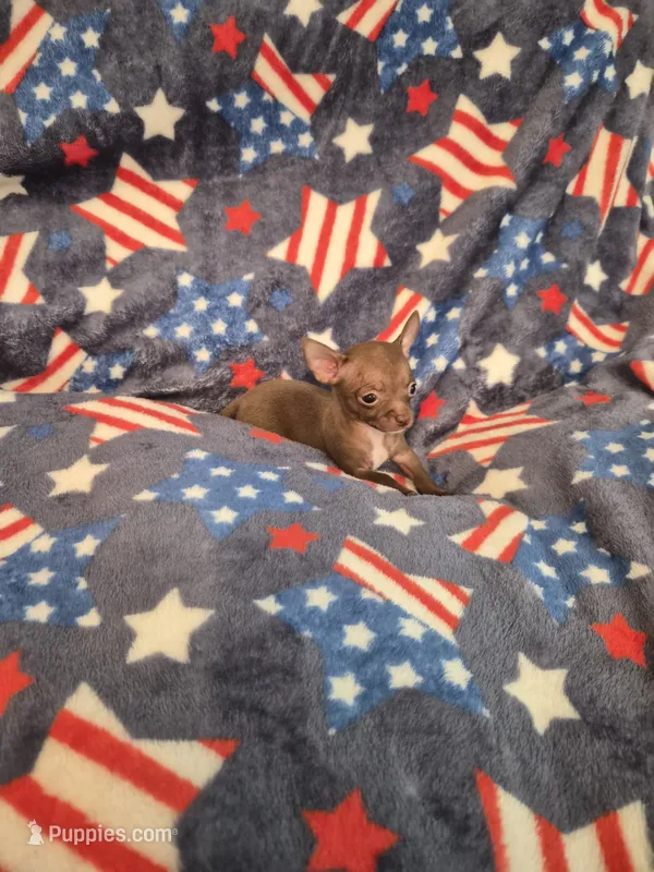 Honey – Chihuahua puppy for sale in Pompano Beach, FL