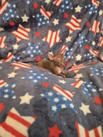 Honey, a female Chihuahua for sale in Pompano Beach, FL – 1 of 4