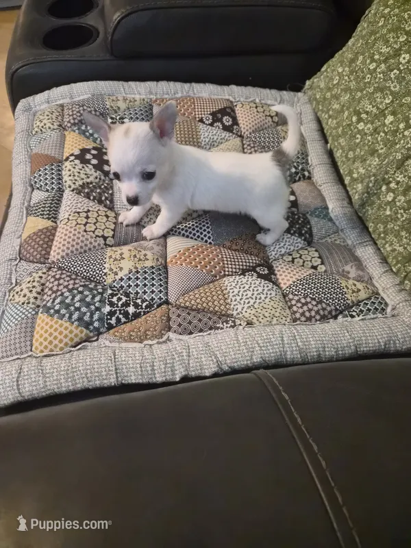 Twinkie – Chihuahua puppy for sale in Pompano Beach, FL