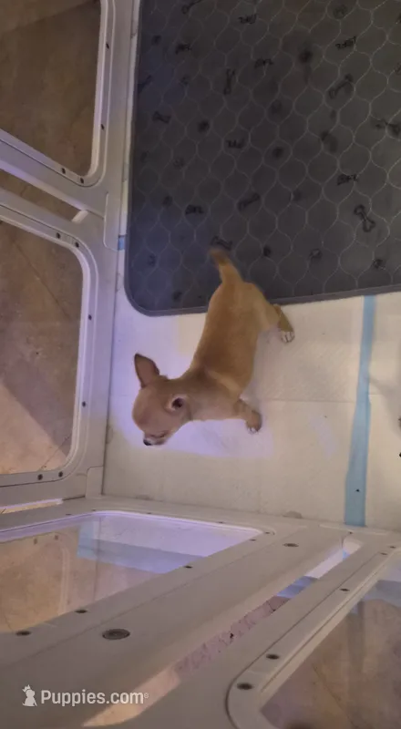 Yoda – Chihuahua puppy for sale in Pompano Beach, FL