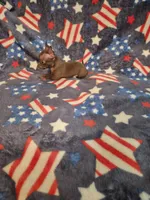 Honey, a female Chihuahua for sale in Pompano Beach, FL – 2 of 4