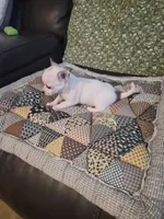 Twinkie, a female Chihuahua for sale in Pompano Beach, FL – 2 of 4