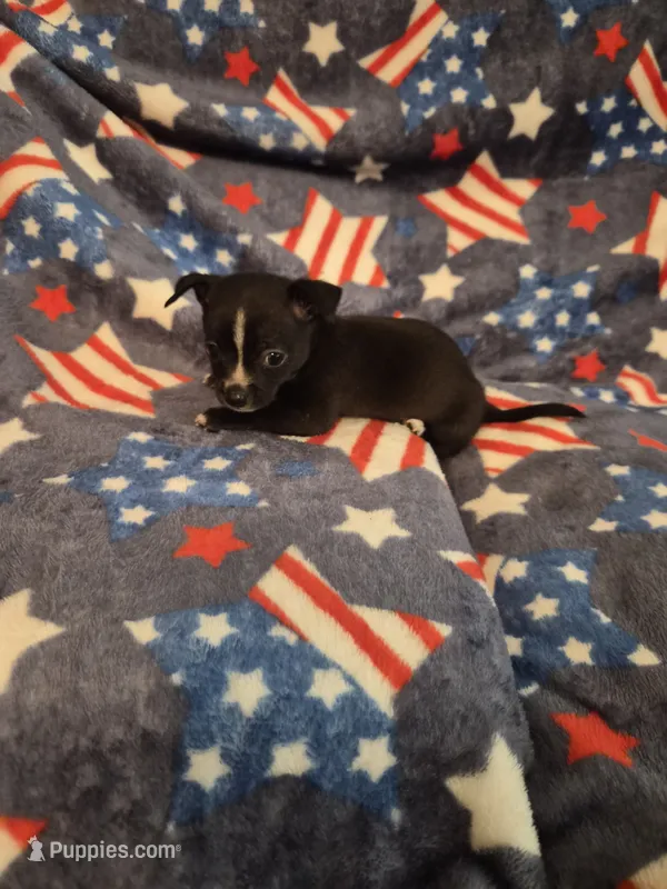 Mickey – Chihuahua puppy for sale in Pompano Beach, FL