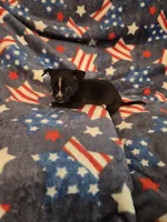 Mickey, a male Chihuahua for sale in Pompano Beach, FL – 1 of 2