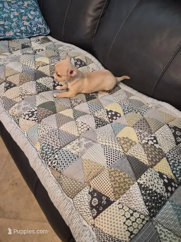 Yoda – Chihuahua puppy for sale in Pompano Beach, FL