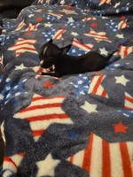 Oreo, a male Chihuahua for sale in Pompano Beach, FL – 4 of 4