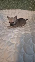 Mocha, a female Chihuahua for sale in Pompano Beach, FL – 4 of 4