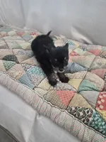 Sadie, a female Chihuahua for sale in Pompano Beach, FL – 2 of 3