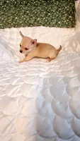 Nugget, a male Chihuahua for sale in Pompano Beach, FL – 3 of 5