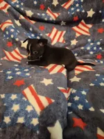 Mickey, a male Chihuahua for sale in Pompano Beach, FL – 2 of 2