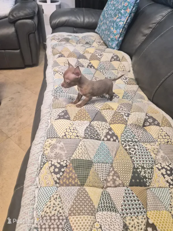 Honey – Chihuahua puppy for sale in Pompano Beach, FL