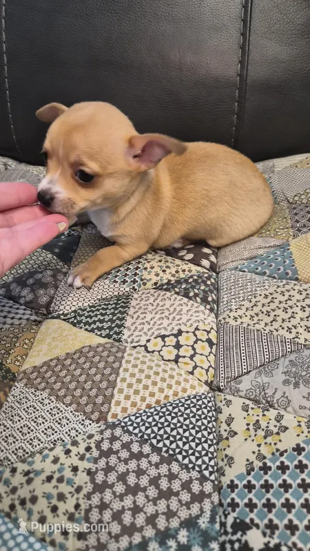 Yoda – Chihuahua puppy for sale in Pompano Beach, FL
