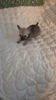 Mocha, a female Chihuahua for sale in Pompano Beach, FL – 3 of 4