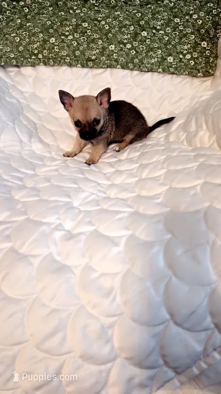 Nacho – Chihuahua puppy for sale in Pompano Beach, FL