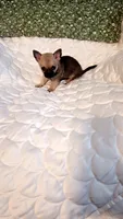 Nacho, a male Chihuahua for sale in Pompano Beach, FL – 1 of 3