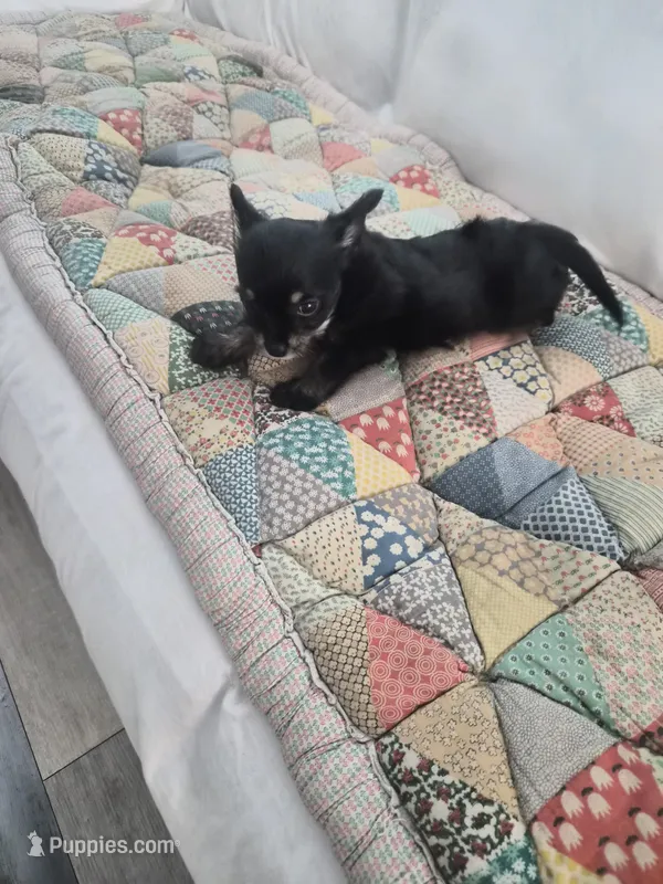 Sadie – Chihuahua puppy for sale in Pompano Beach, FL