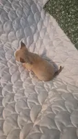 Nugget, a male Chihuahua for sale in Pompano Beach, FL – 4 of 5