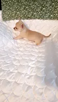 Nugget, a male Chihuahua for sale in Pompano Beach, FL – 5 of 5