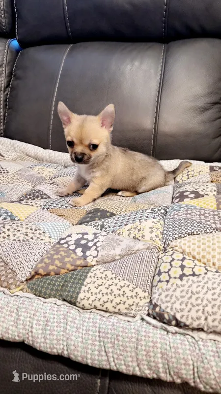 Paco – Chihuahua puppy for sale in Pompano Beach, FL