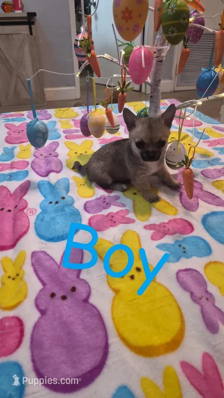 Paco – Chihuahua puppy for sale in Pompano Beach, FL