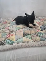 Sadie, a female Chihuahua for sale in Pompano Beach, FL – 3 of 3