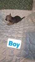 Nacho, a male Chihuahua for sale in Pompano Beach, FL – 3 of 3