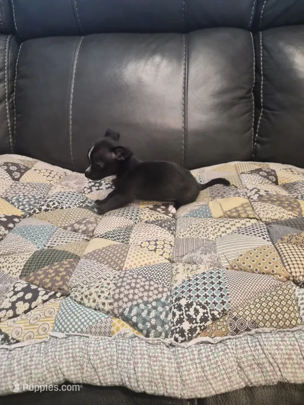 Mickey – Chihuahua puppy for sale in Pompano Beach, FL
