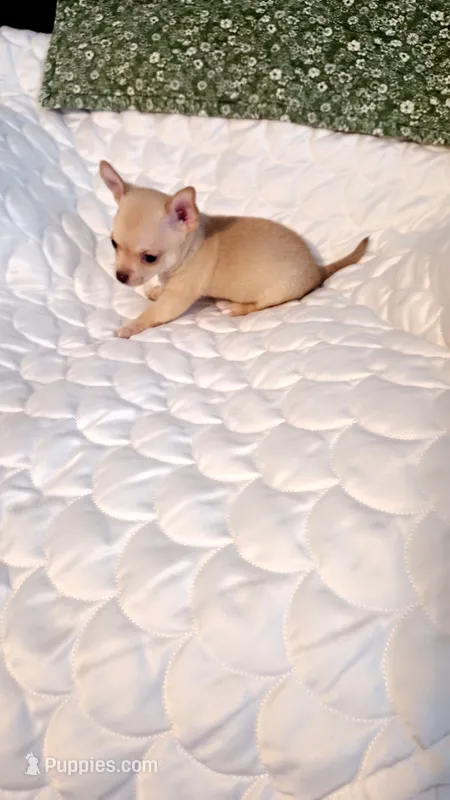 Nugget – Chihuahua puppy for sale in Pompano Beach, FL