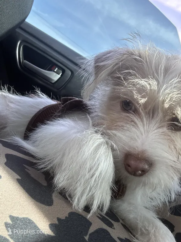 Mazi – Jack Russell Terrier, Maltese puppy for sale in Charlotte, NC