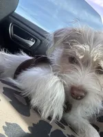 Mazi, a male Jack Russell Terrier and Maltese for sale in Charlotte, NC – Photo 1 of 3