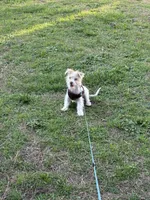 Mazi, a male Jack Russell Terrier and Maltese for sale in Charlotte, NC – Photo 3 of 3