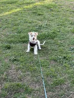 Mazi, a male Jack Russell Terrier and Maltese for sale in Charlotte, NC – Photo 2 of 3