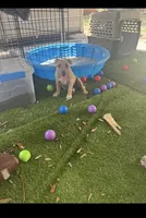 Diamond, a female American Bully for sale in Tampa, FL – 3 of 3
