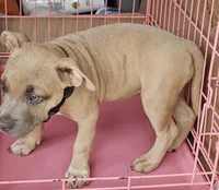 Diamond, a female American Bully for sale in Tampa, FL – 2 of 3