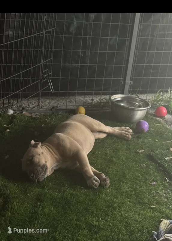 Diamond – American Bully puppy for sale in Tampa, FL
