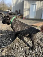 processed/d0a1ff5e-40ae-4722-9c55-5f2bc8e9c43c/listing/8ae223cb-9ecb-44b2-92f4-940cafa3213a/9c41a81f-2c92-4149-8eea-cb93aa0181c3