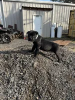 Turquoise, a female Cane Corso for sale in Tuscaloosa, AL – Photo 5 of 5