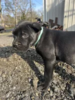 Turquoise, a female Cane Corso for sale in Tuscaloosa, AL – Photo 4 of 5