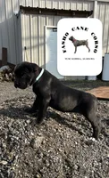 Turquoise, a female Cane Corso for sale in Tuscaloosa, AL – Photo 3 of 5